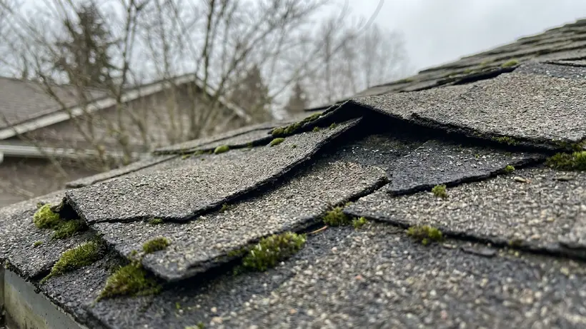 Old, curling, and mossy asphalt shingles that need to be completely removed rather than covered.